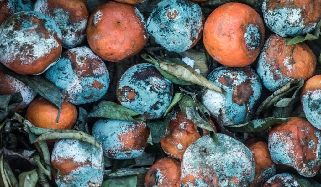 Food Waste Texture Of Rotting Oranges