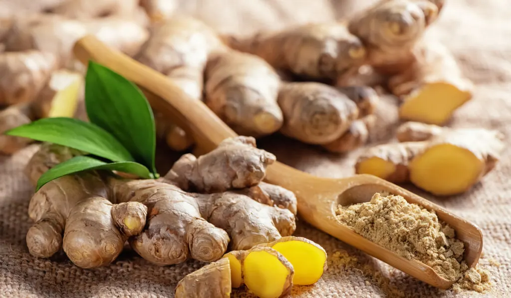 Fresh chopped ginger, root and ginger powder in wooden spoon on burlap