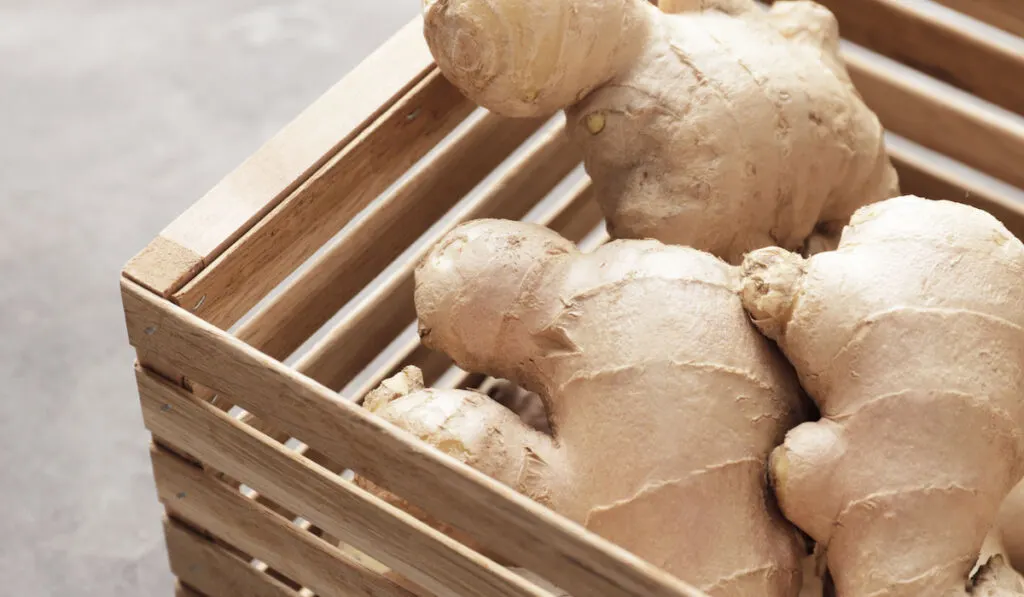 Fresh ginger root in wooden crate