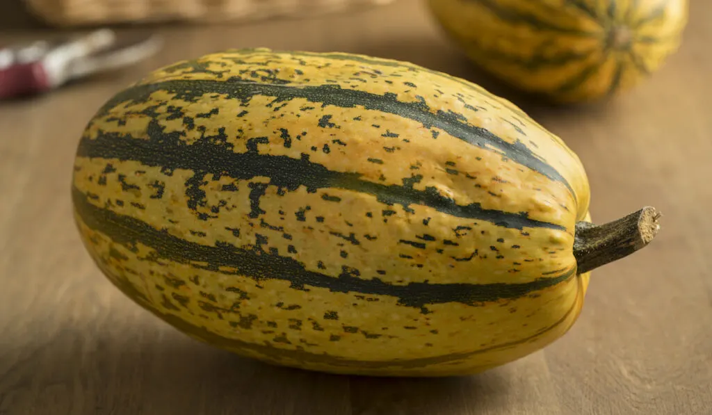 Fresh whole green and yellow striped spaghetti squash