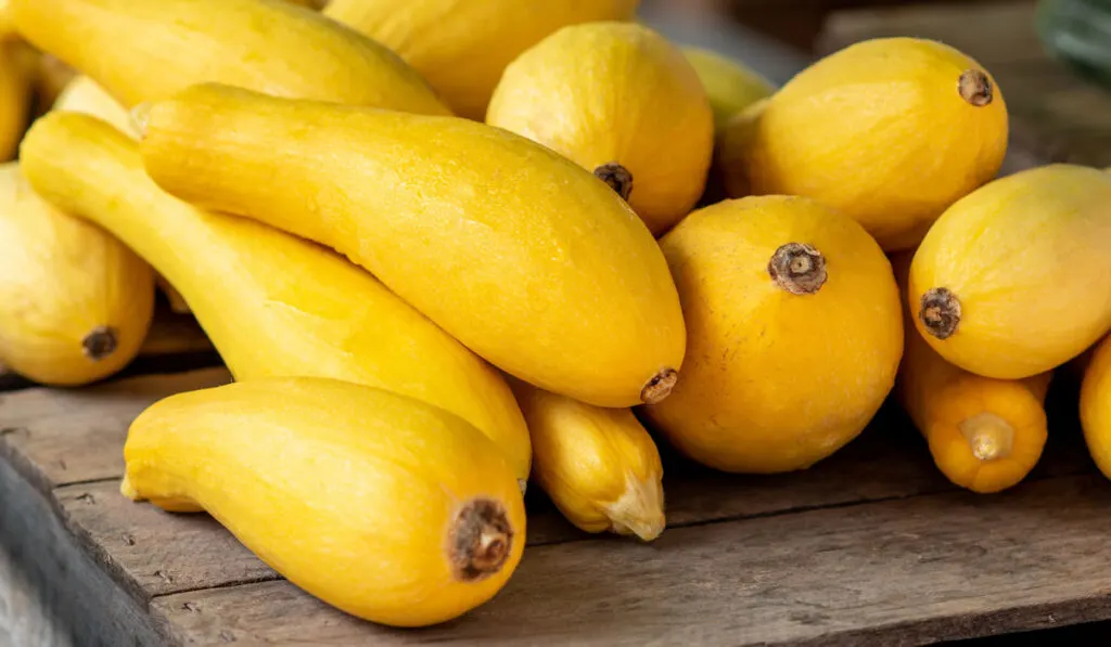 Fresh yellow squash on sale at local organic farmers market