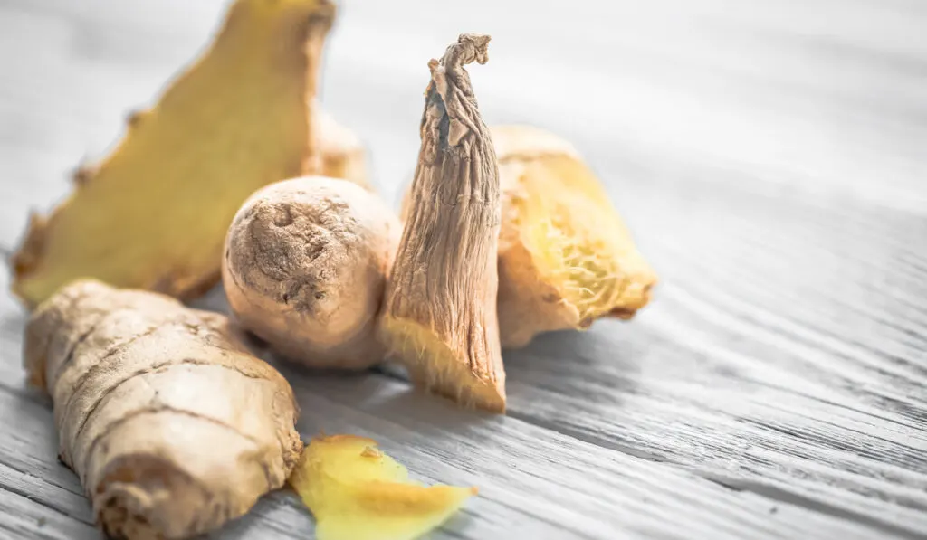 Ginger on wooden background