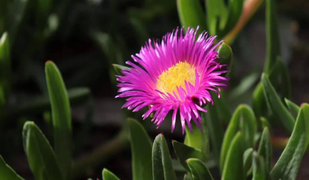 Growing purple ice plants flowers in the garden