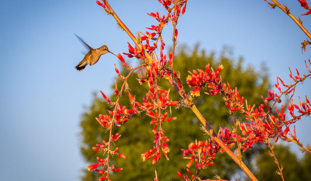 Hummingbird feeding on Red Yucca