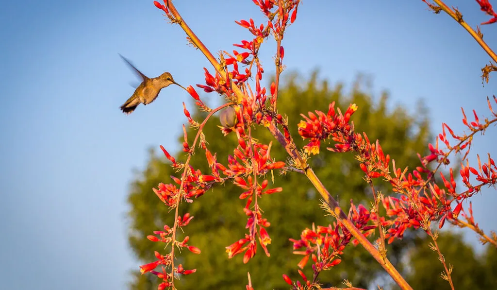 Hummingbird feeding on Red Yucca