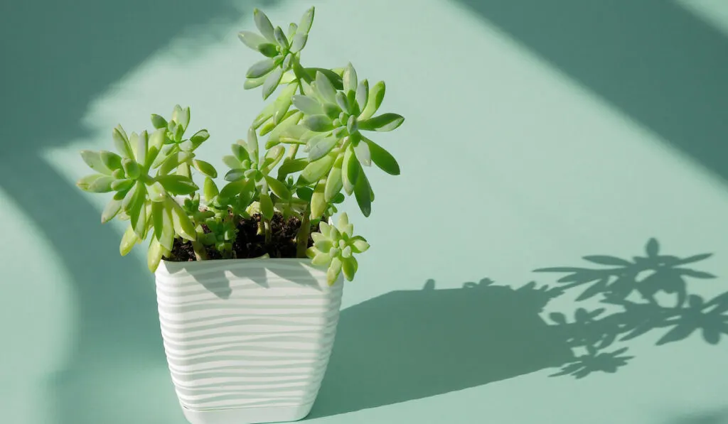 Incredible Graptosedum Francesco Baldi succulent in a white square pot on a blue endless background, Shadows from the window