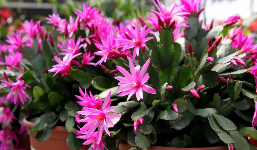 Indoor flower Rhipsalidopsis or Easter cactus