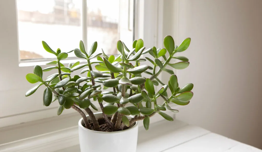 Jade plant in a white pot on the table by the window