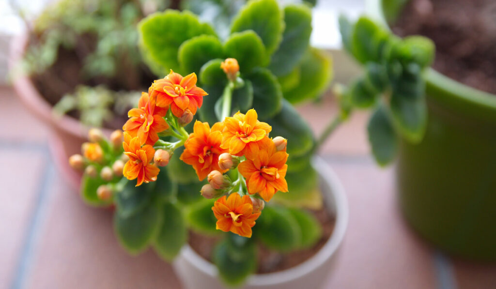 Kalanchoe blossfeldiana plant with orange flowers in a white pot