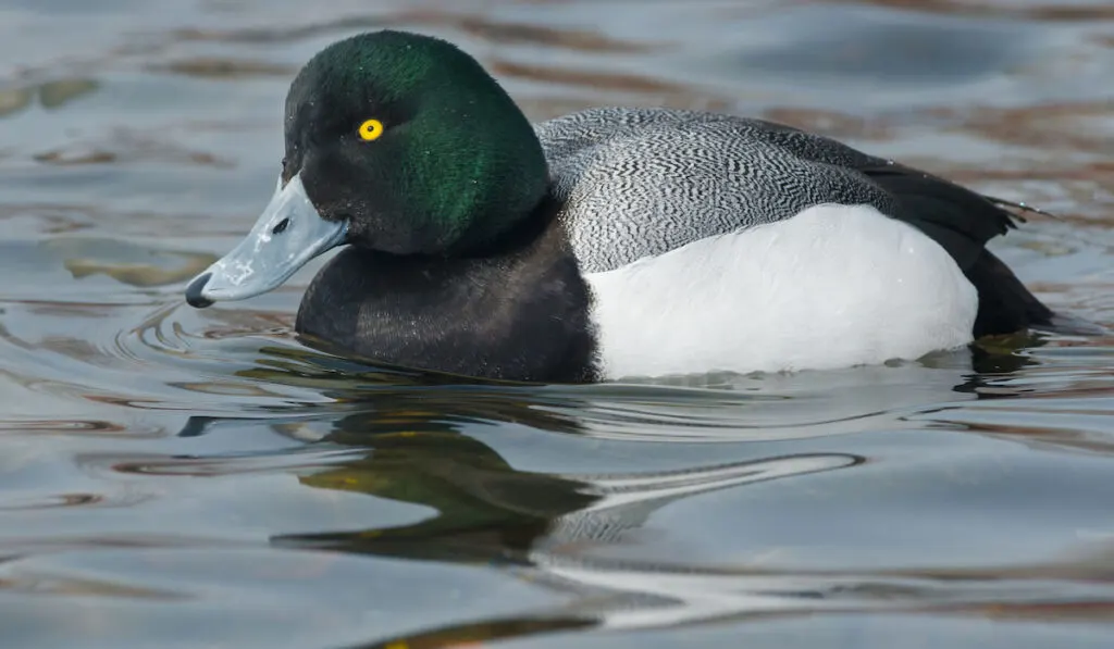 Male Greater Scaup swimming in open water in Ontario Canada