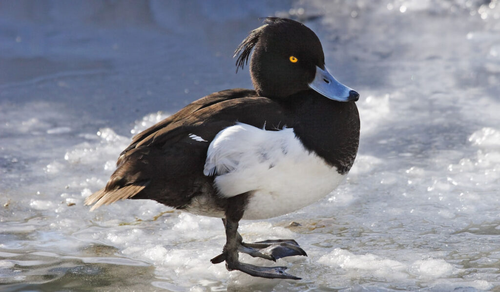 Male tufted duck standing on winter lake