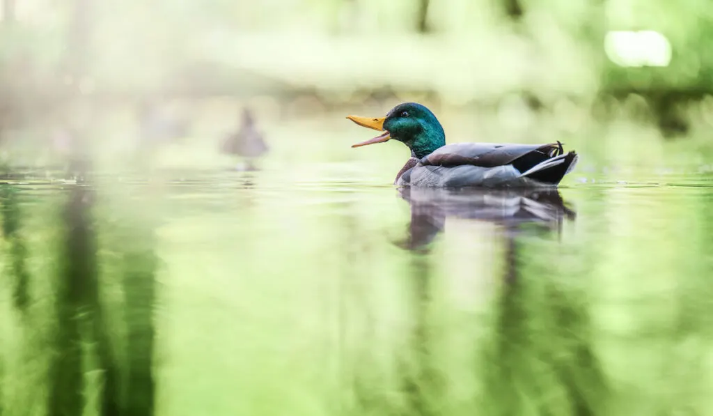 Mallard duck swimming in a pond