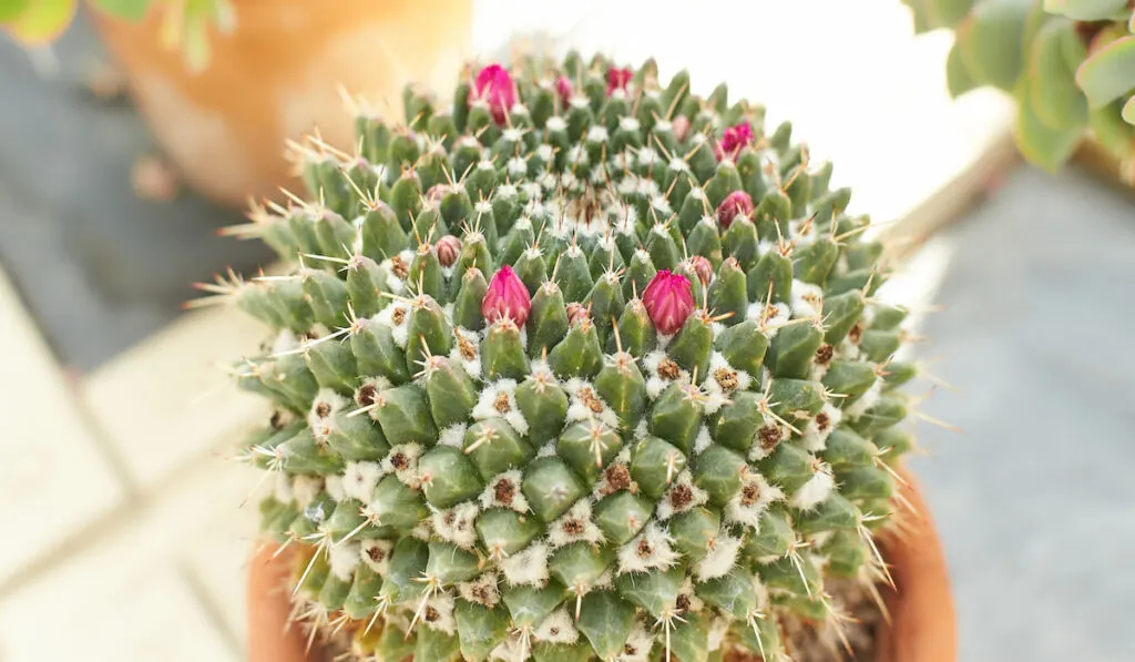Mexican Pincushion Cactus in a pot outdoor