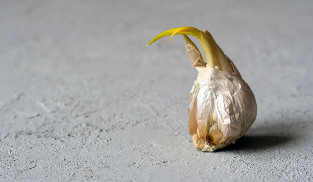 Moldy sprouted garlic on light gray stone background