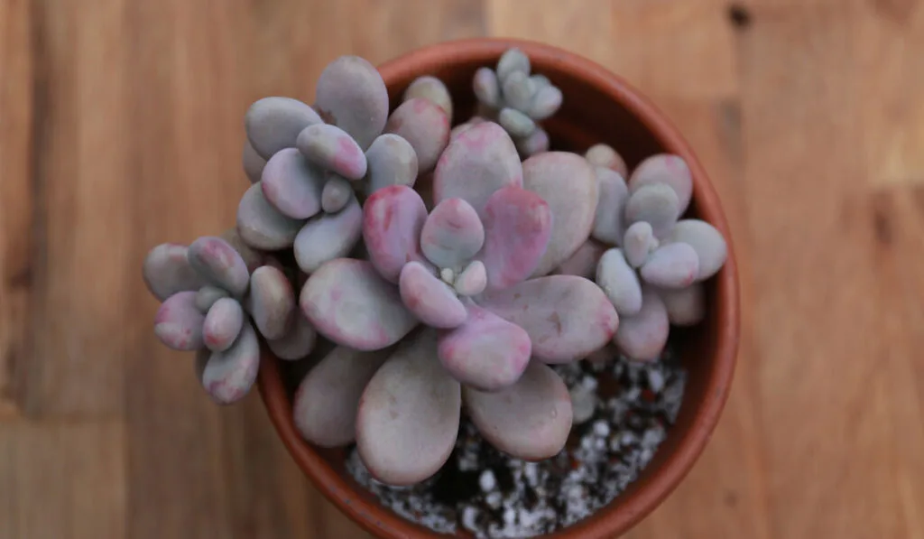 Moonstone succulent pink house plant terracotta pot on wooden table