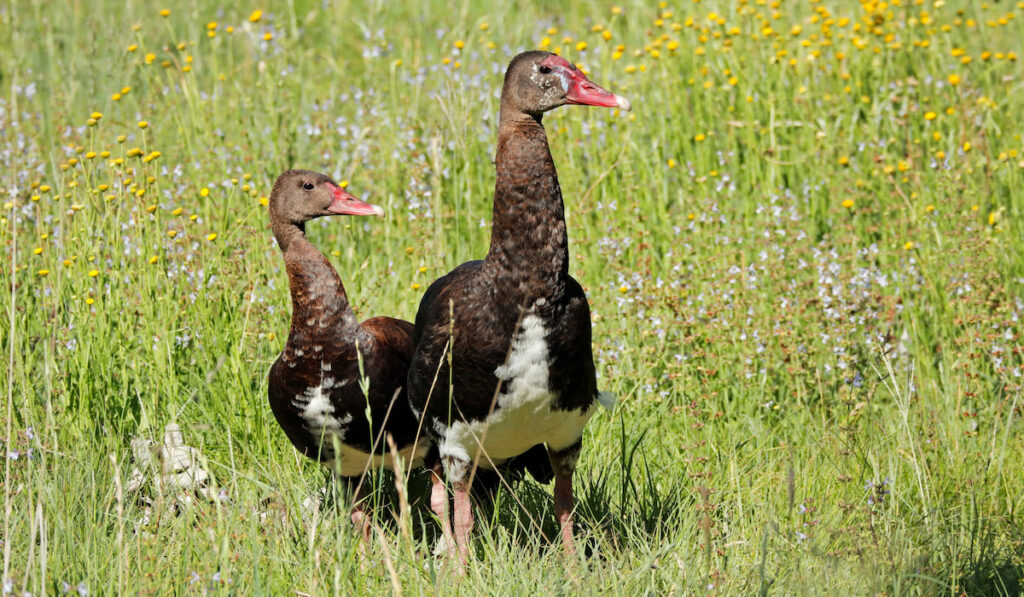 Pair of spur-winged geese in South Africa