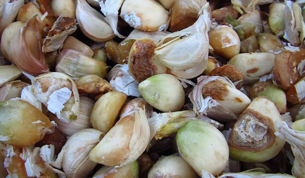 Pile of bad garlic cloves