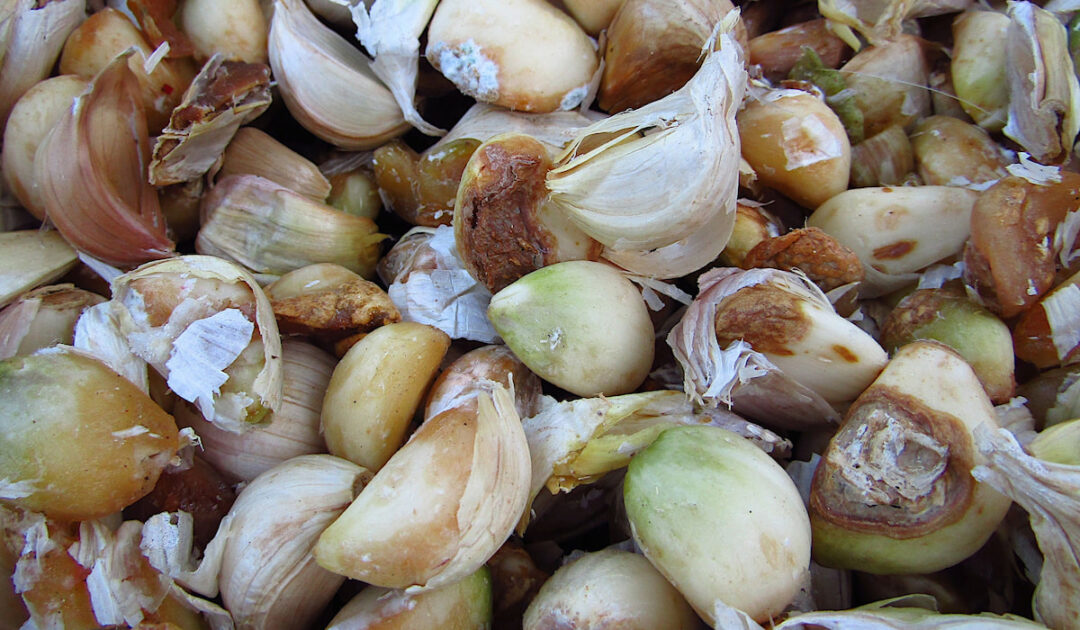 How to Tell if Garlic Is Bad Farmhouse Guide