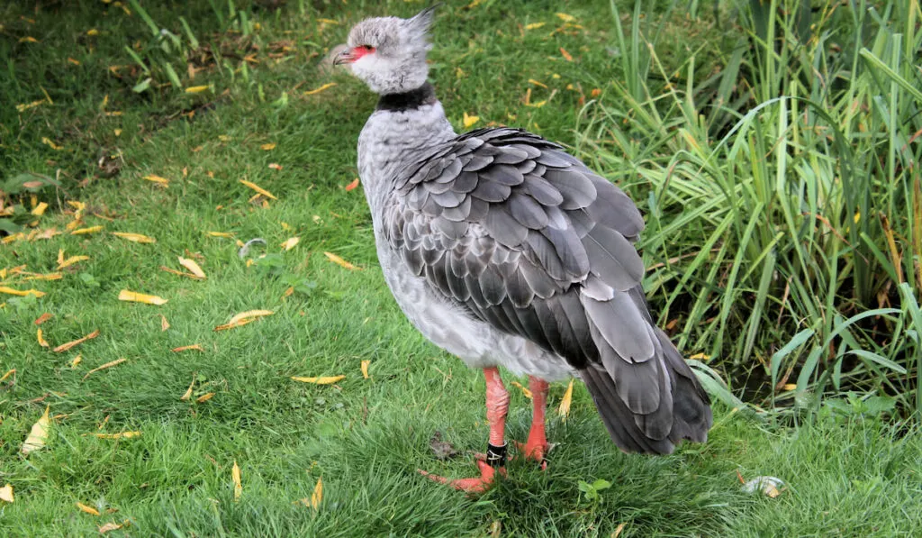 Portrait of a crested screamer