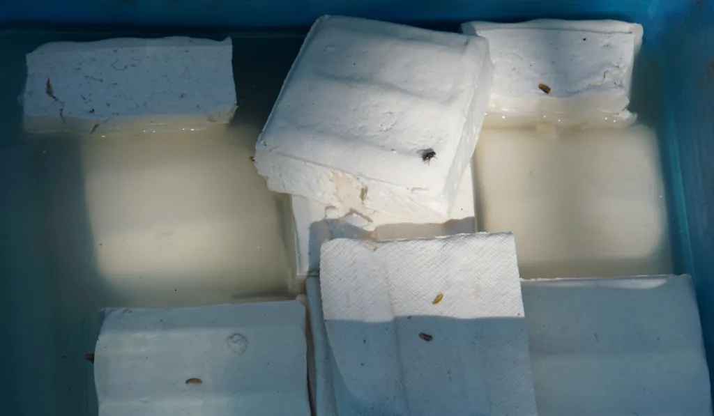 Raw tofu in a container of water