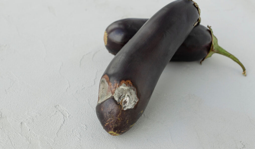 Ripe eggplant with big stains of gray mold on sides lie on white stone background