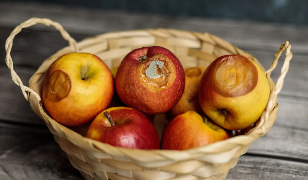 Rotten apples in the basket on the table