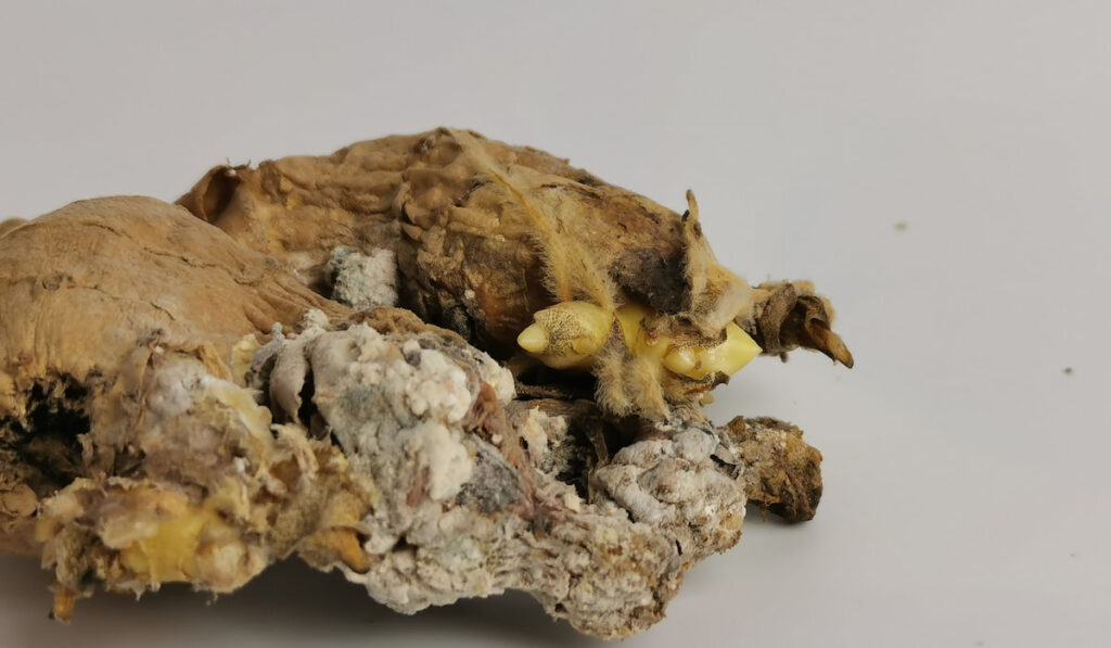 Rotten ginger and spots of mold on white background