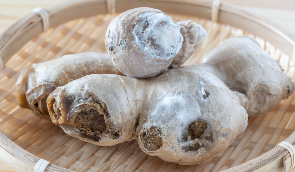 Rotten ginger, ginger with white mold