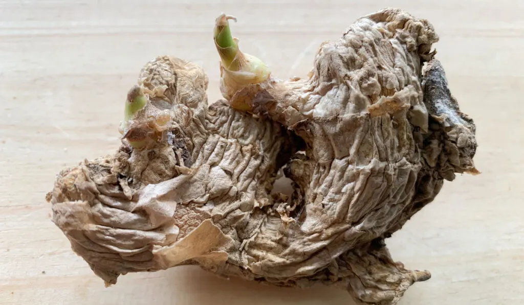 Rotten ginger on wooden background