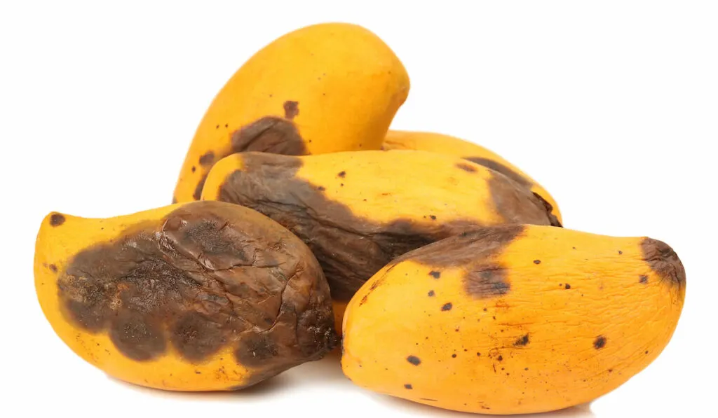 Rotten mango on white background