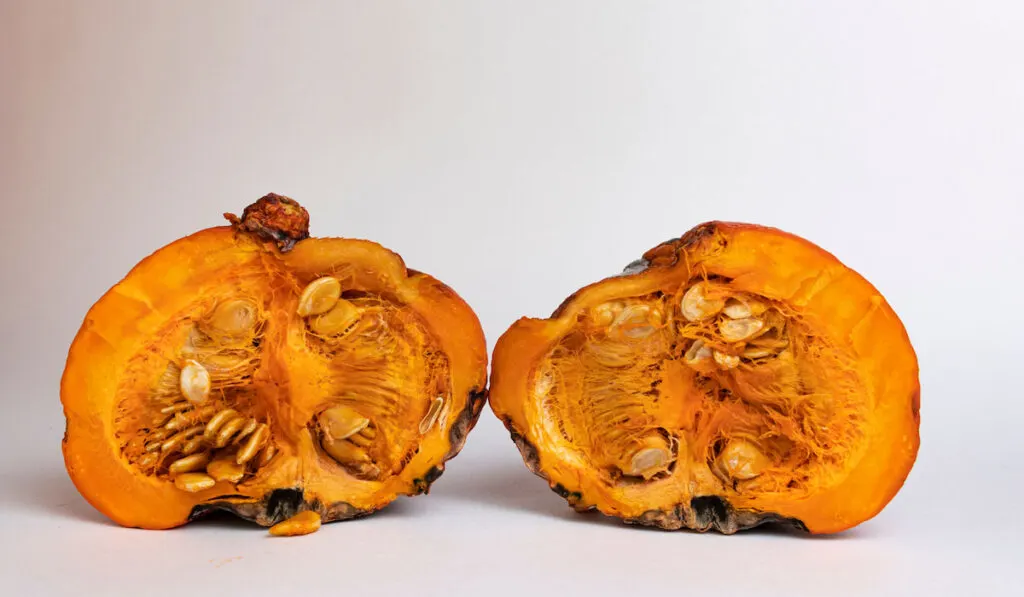 Rotten squash pieces on white background