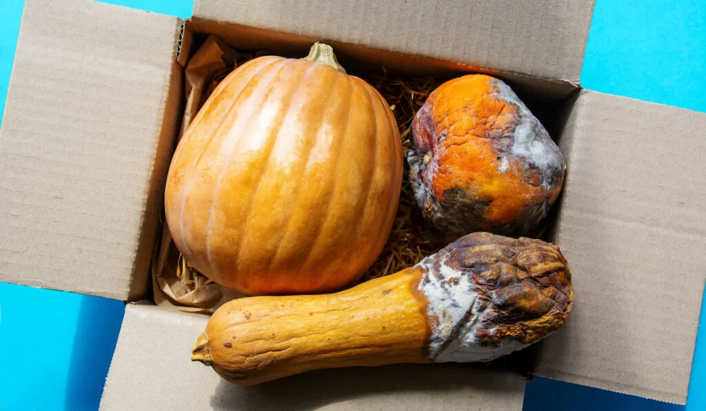 Rotten squash with mold in a box