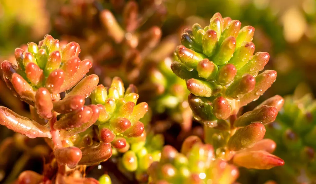 Sedum rubrotinctum or jelly bean plant ornamental plants closeup view