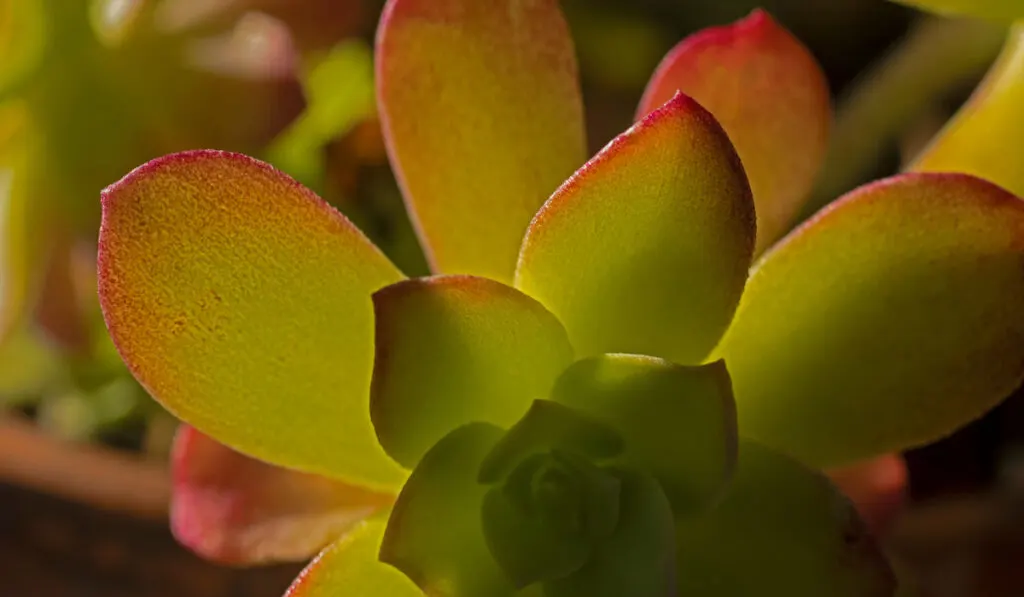 Selective Focus Macro Photo of Echeveria Afterglow Blades in Backlight