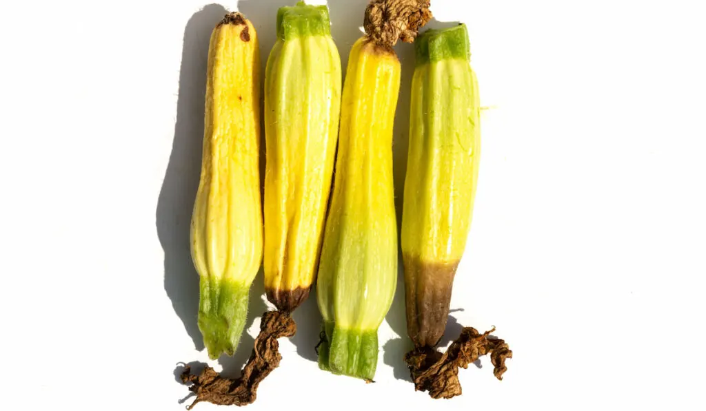 Spoiled zucchini on white background