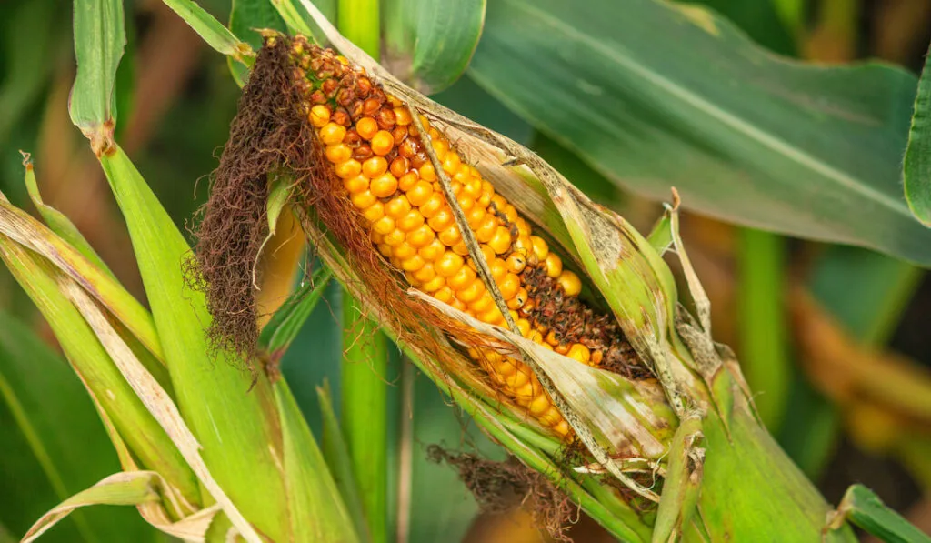 Spoiled corn cob on the field in sunny hot summer day