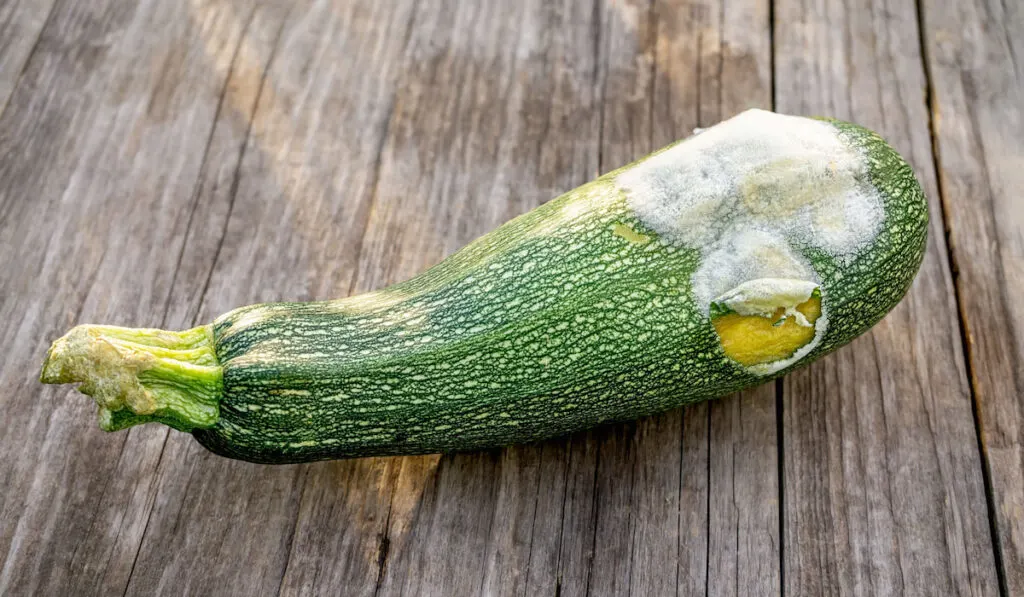 Spoiled zucchini on a wooden background, Zucchini with mold