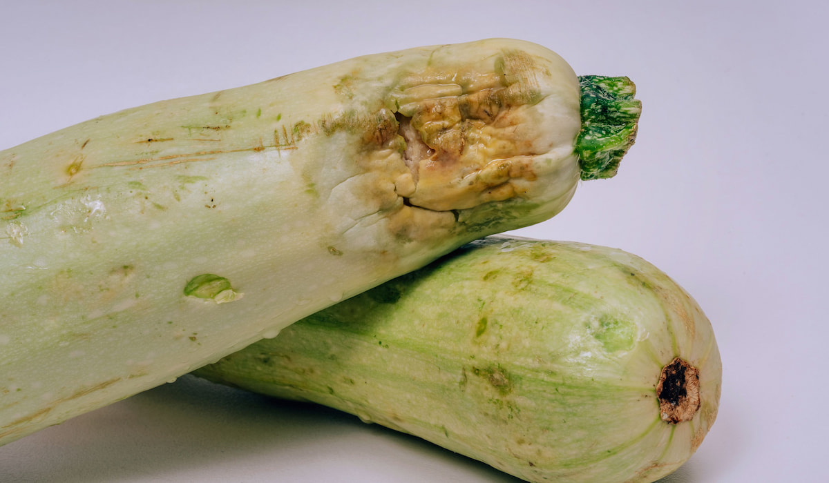 How to Tell if Zucchini Is Bad? Farmhouse Guide