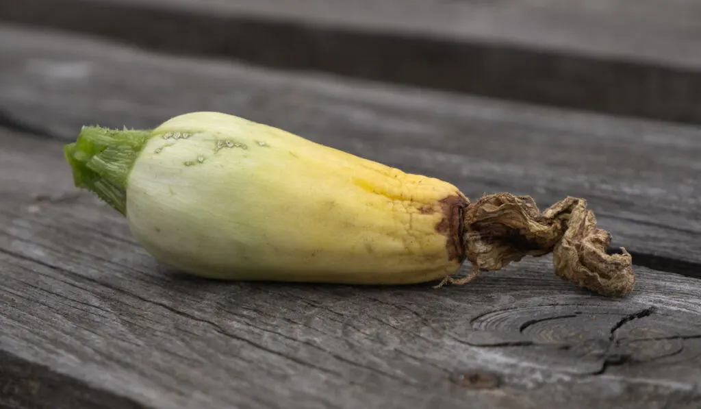 Spoiled zucchini on wooden table