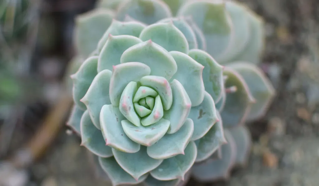 Succulent plant, Graptoveria Titubans Porcelain Plant