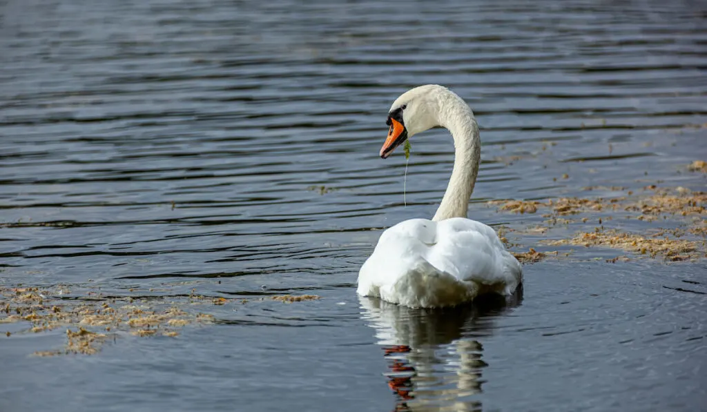 Swan swimming on the lake - white swan with red beak from Cygnini tribe