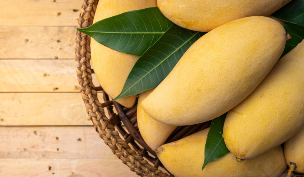 Thai mango, yellow ripe mango in wooden basket on wooden table