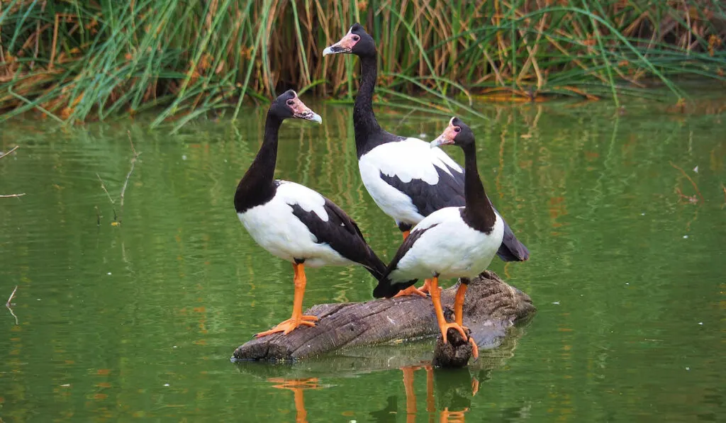 Three Magpie Geese standing on a tree log on a pond