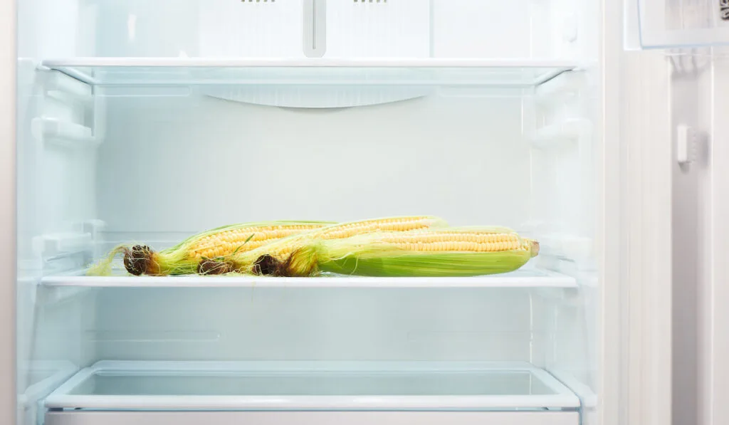 Three corn on the cob on shelf of open empty refrigerator