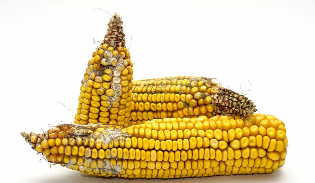 Three moldy corn on white background