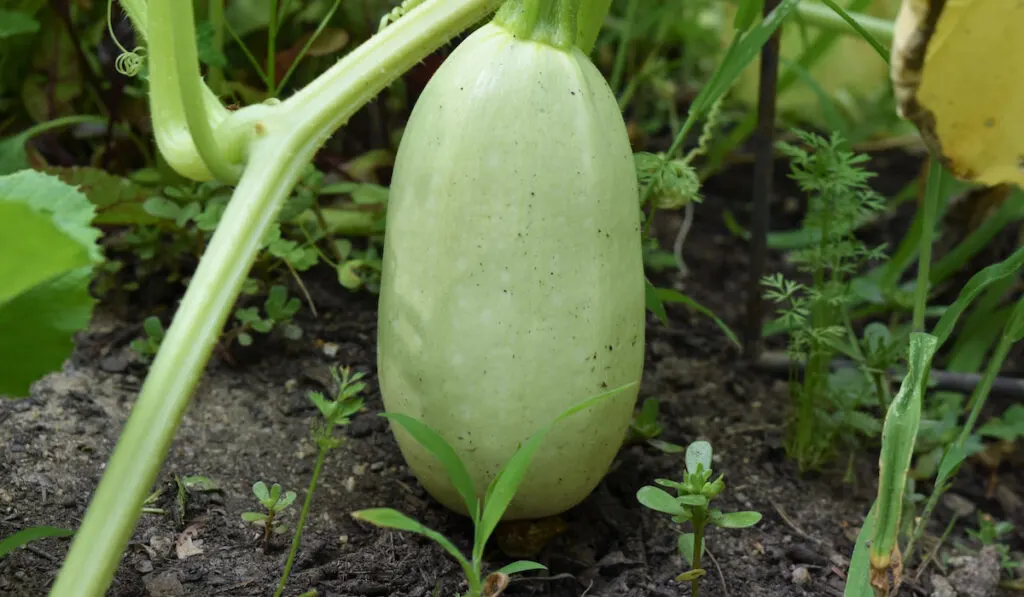 Unripe spaghetti squash on the vine