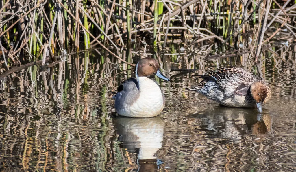a pair of northern pintail resting on the shallow waters of Sacramento National Wildlife 