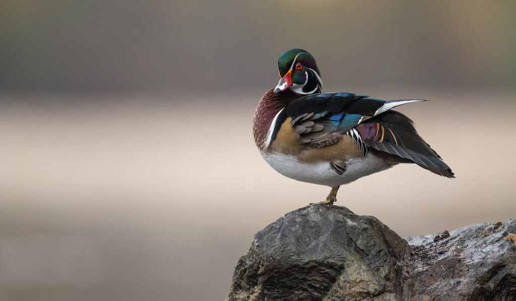 a wood duck standing on a rock in a creek