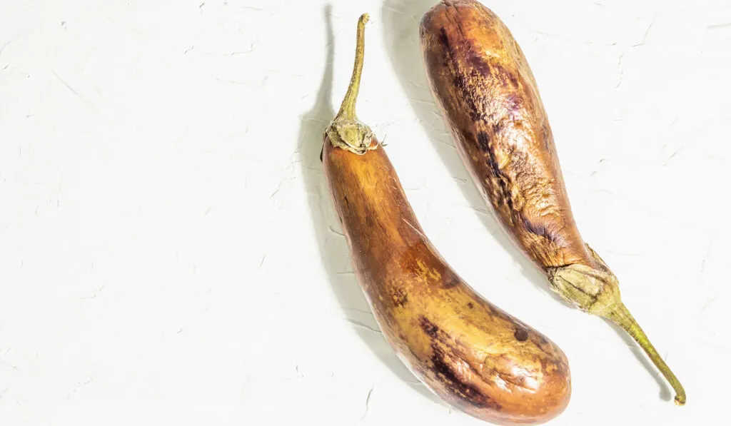 decayed rotten eggplant dull color eggplant on white background