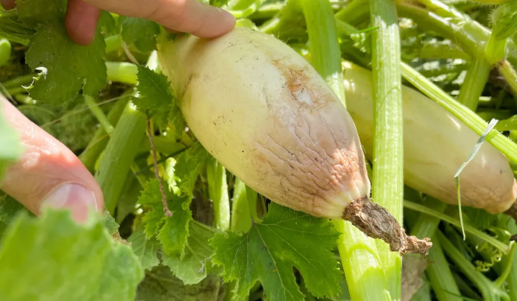 spoiled zucchini on the field